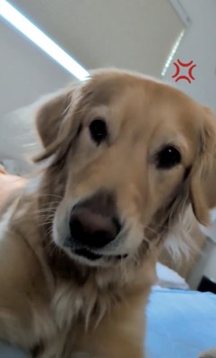 不満を訴えます