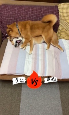 うにちゃん＆きぬ君の日常