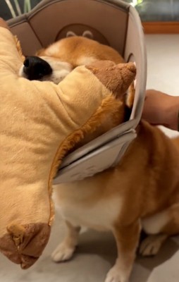 おすわりする長三郎くん