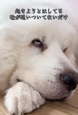 白目を見せながら目を開ける犬
