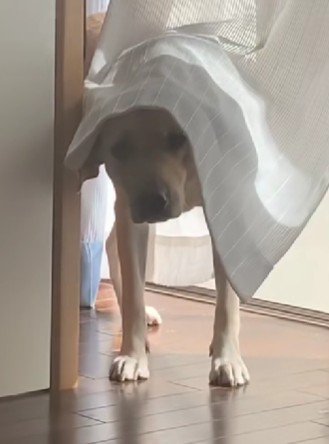 カーテンの裏からジトリ