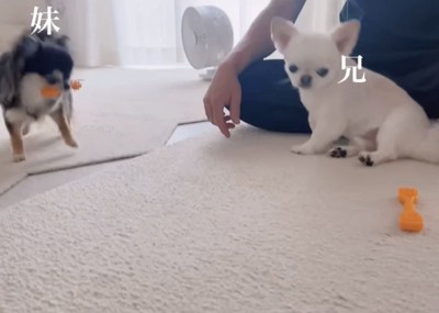 おもちゃをもらう2匹