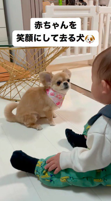 赤ちゃんをそばで見つめる犬