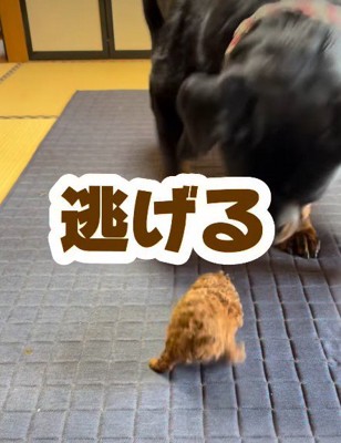 思わず後ずさりするあんこちゃん