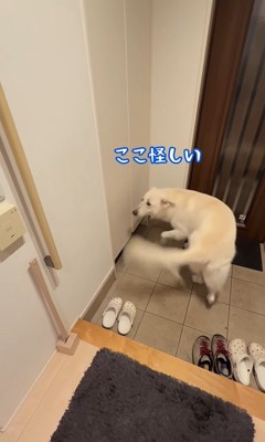 パパが隠れた時のれお君3