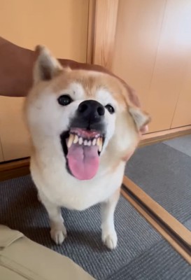 怒った表情の柴犬