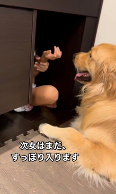 テーブルの下に入りたいシンバくん4