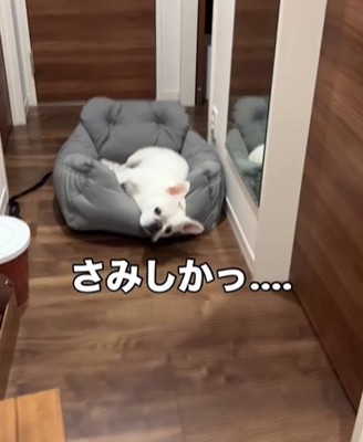 ベッドで寝る犬1