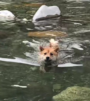 川に遊びに行くと…