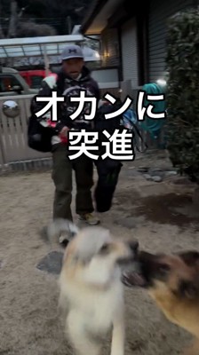 よそ見をして女性にぶつかってしまったチェコスロバキアン・ウルフドッグ