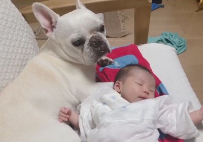 赤ちゃんに寄り添うロイちゃん