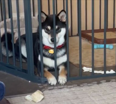 懸命