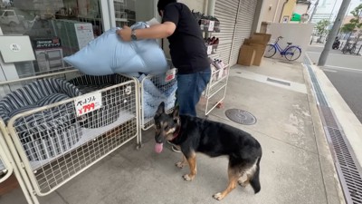 お買い得なひんやりマットを発見!