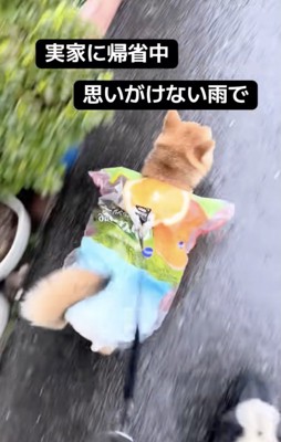 雨は本降りに…