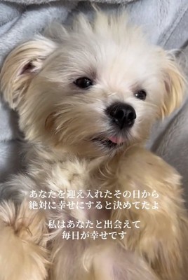 舌を出すポッポくん