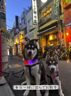 カメラの前に座る2頭の犬