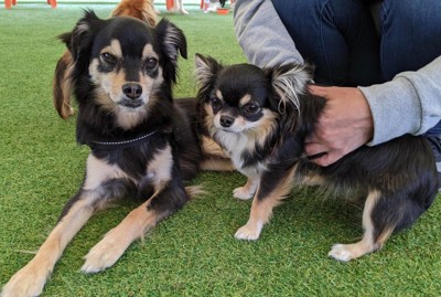 チワワには見えない…