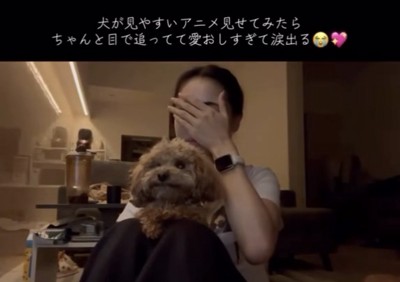 膝の上に座る犬