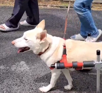 サニーちゃんを車いすに乗せたら⑩