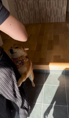 お友達が遊びに来た時のはちちゃん4