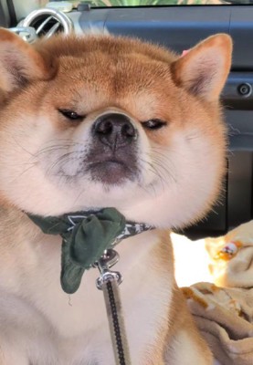 秋田犬みたいな顔に…！！