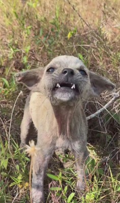 人間が怖くて仕方ない…