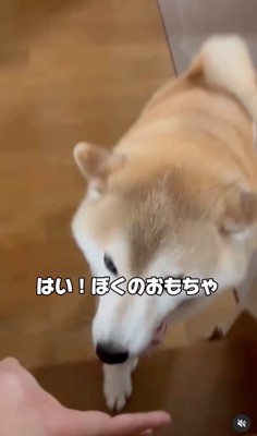 ボールを渡す柴犬