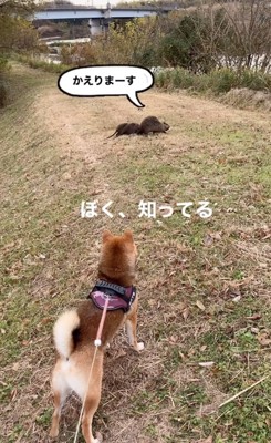 見つめる柴犬