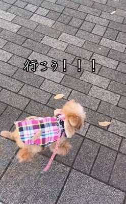 外に出たちまちゃん