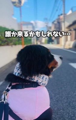 切ない後ろ姿のあざちゃん