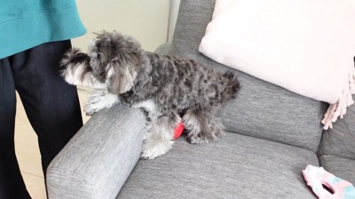 「もっと構って!」と再びお姉さんのもとへ