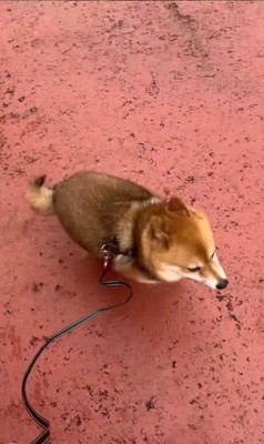 ころくんの喜びの舞6