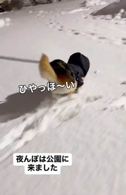 雪の中はしゃぐ柴犬