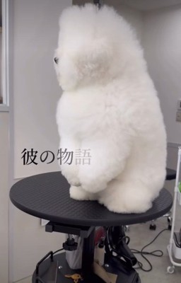 もっふもふのビションフリーゼ