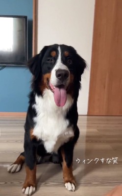 ウィンクするはくちゃん