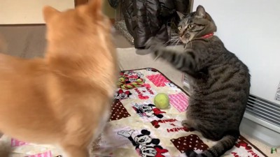 手をあげる猫とよける犬