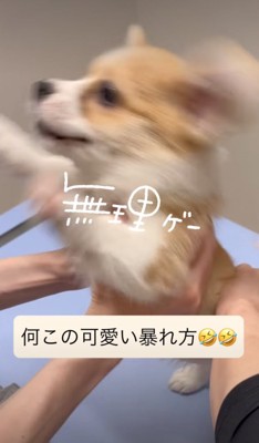 前足を上げる子犬