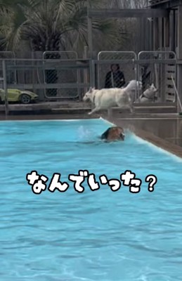 プールへ沈む大型犬