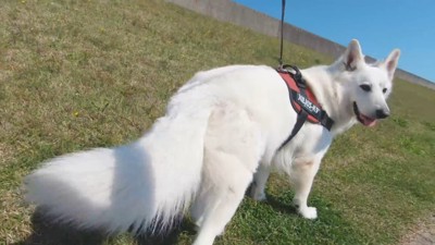 BJくんが彼女さんに気づくか検証2