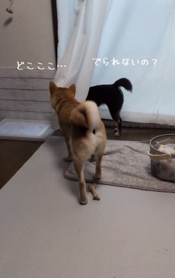 救出に向かうこむぎくん