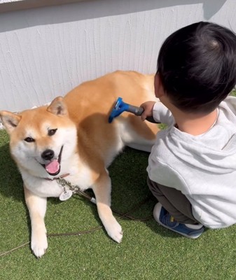 ブラッシングされる犬