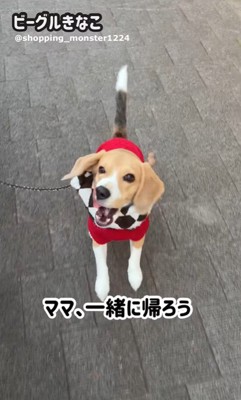 ママが現れた時のきなこちゃん⑩