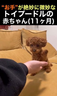 くぅちゃんの「おて」7