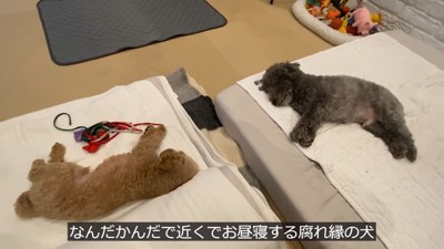 意地悪するゆずくんVS仕返しするぽん太くん⑩