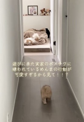 布団で寝ている実家のワンコ