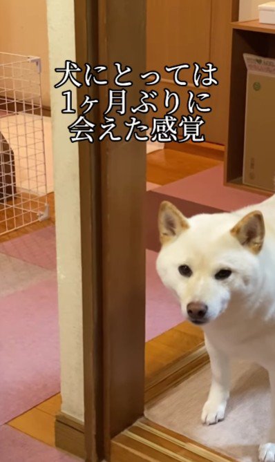 わんこにとっては長い