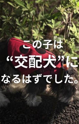 交配犬になるはずだった犬