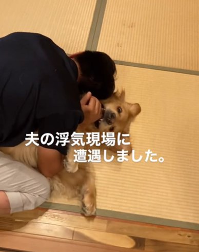 男性に覆いかぶさられる仰向けのゴールデンレトリバー