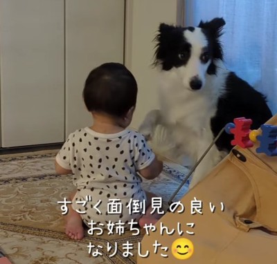 正面を見る犬と赤ちゃんの後ろ姿