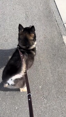 踏ん張りながら尻尾を振る黒柴